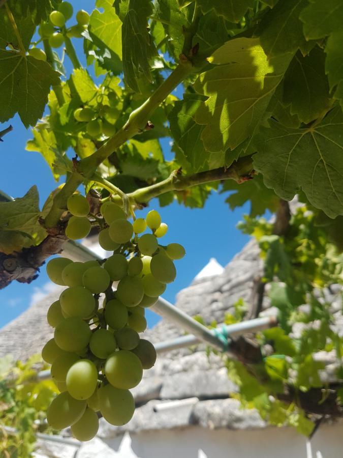 I Trulli Di Nonno Giovanni Casa rural